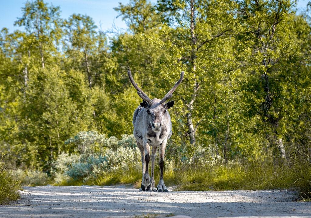 Femundsmarka nasjonalpark regler